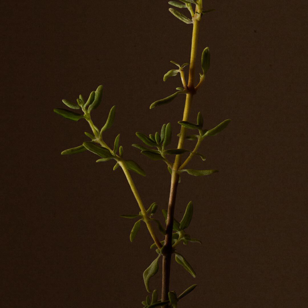 Close-up of a herb sprig with small green leaves against a dark background.