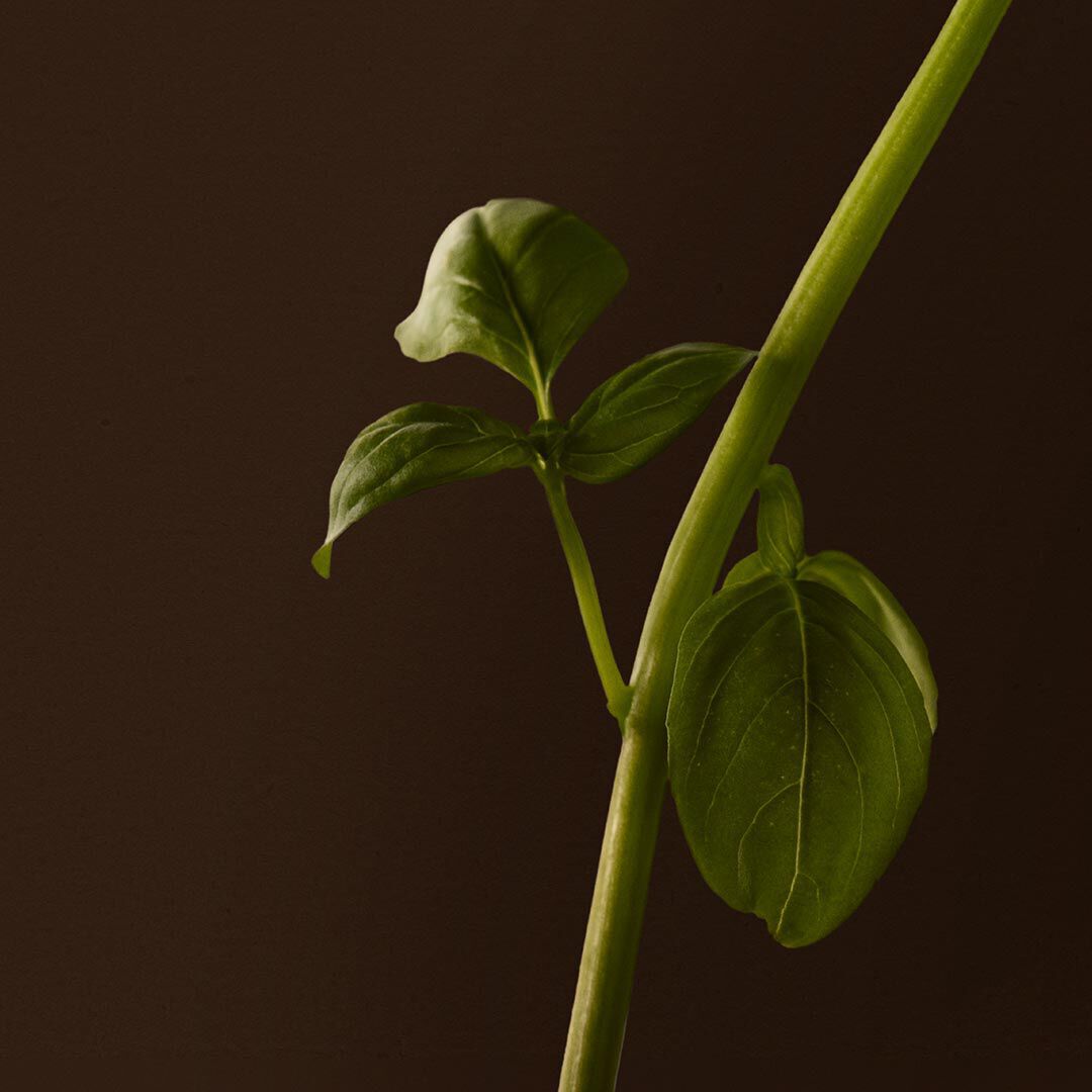 Close-up of a green leafy stem with veined leaves against a dark background.