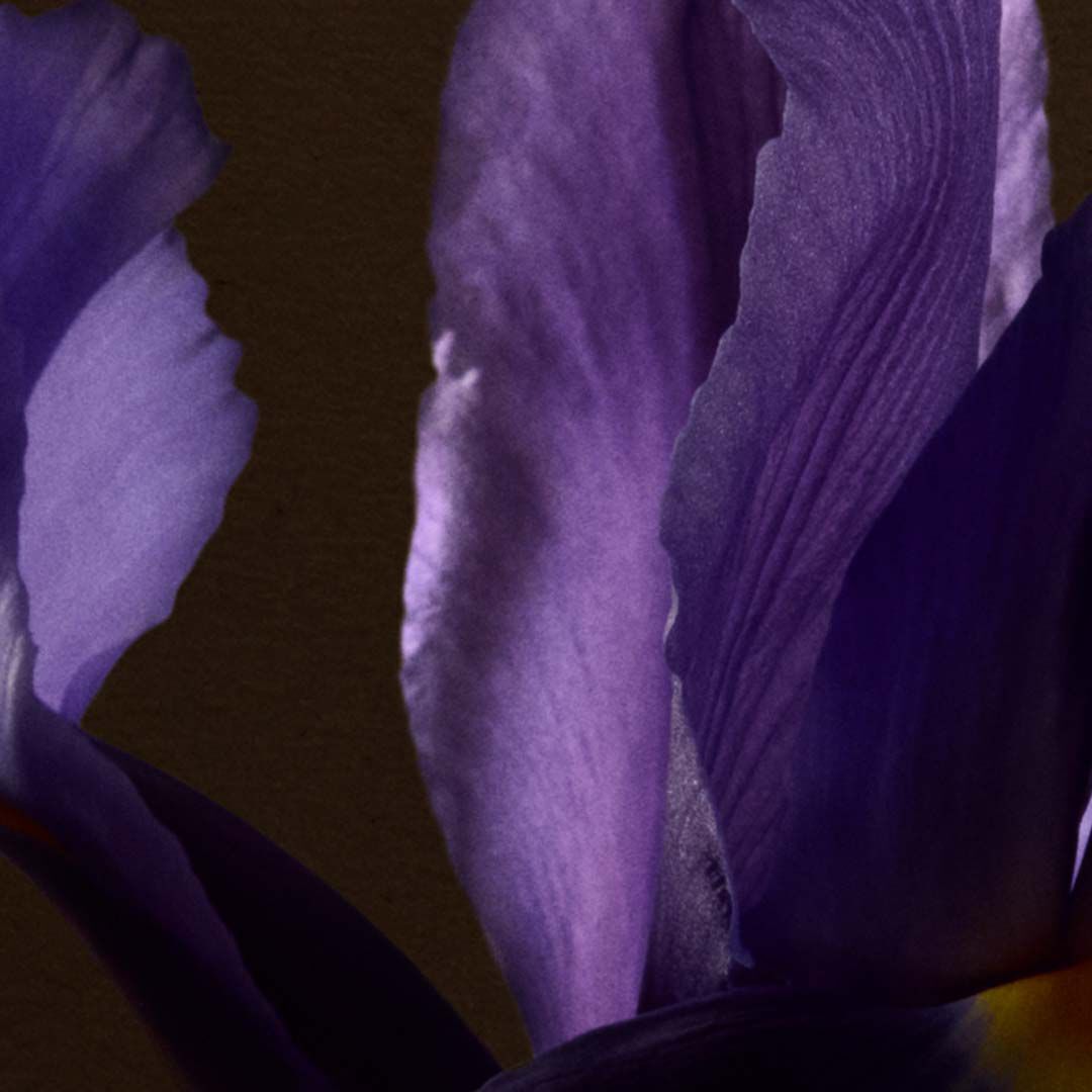 Floral Image
