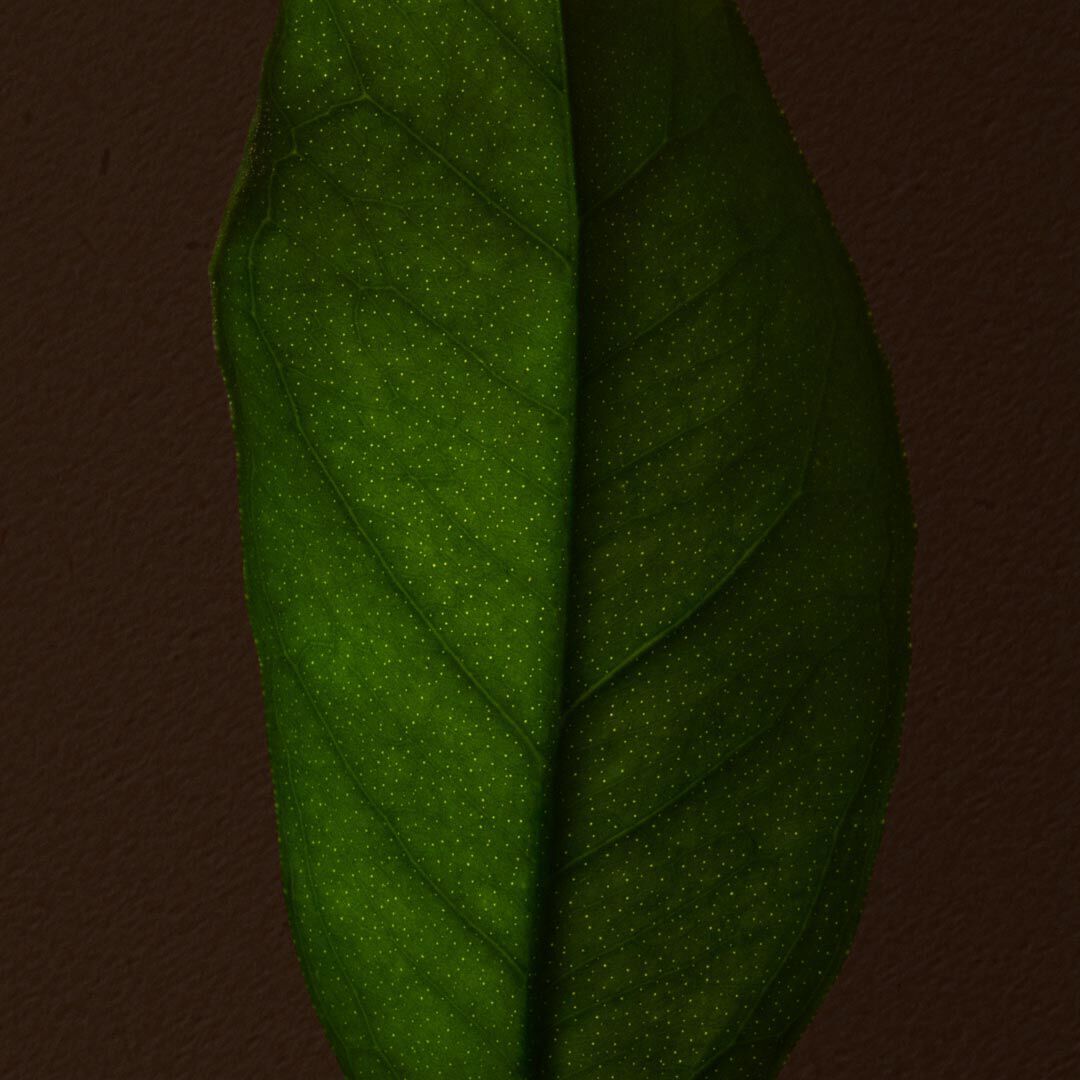 Close-up of a green leaf with a central vein against a dark brown background.
