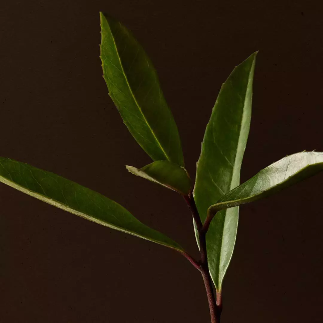 Close-up of slender green leaves on a dark stem against a brown background.